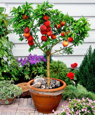 Мини персики — сорта