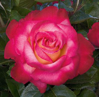 Роза дик костер фото и описание