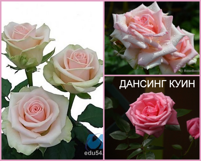 Сорта бело-розовых роз