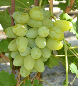 Сорта винограда выращиваемые в воронежской области