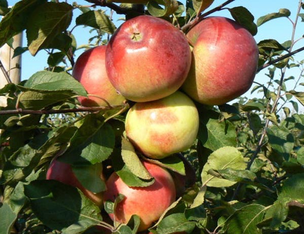 Выращивание яблони Белана